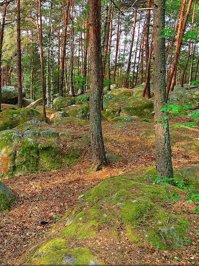 Jérôme Pellissier - foret fontainebleau